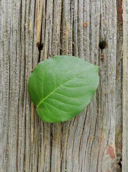 SALAL TIPS   GREENS